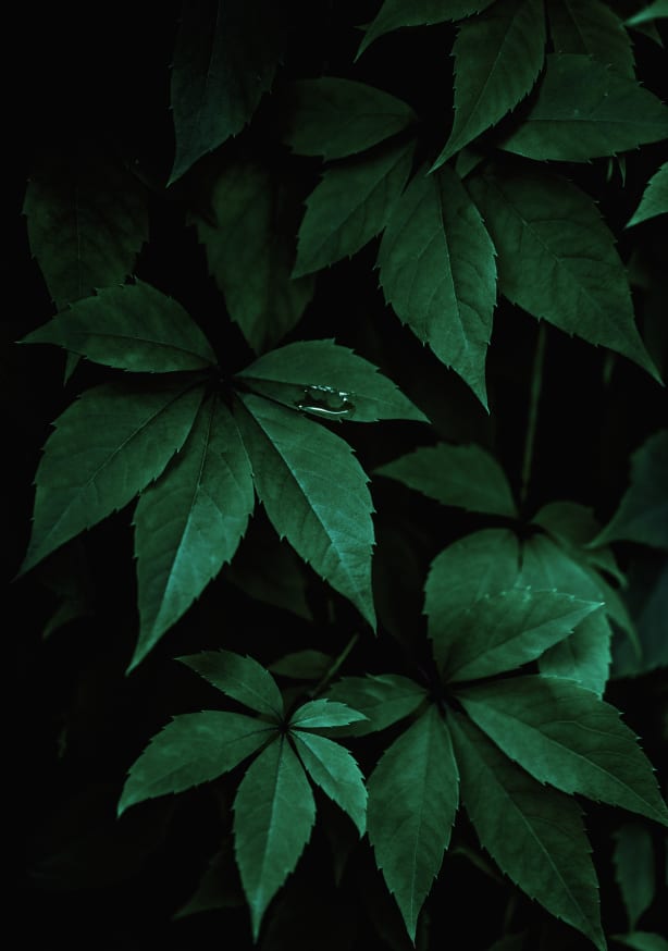 Quadro Dark Leaves 7