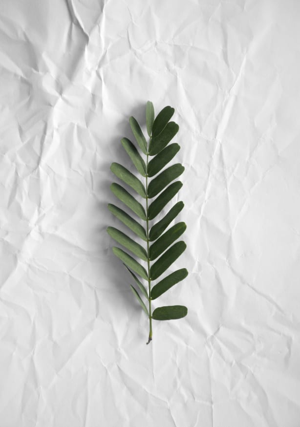 Quadro Minimal Forest Love