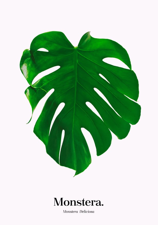 Quadro Monstera Deliciosa - Obrah | Quadros e Posters para Transformar a Parede
