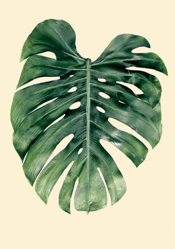 Quadro Monstera Pale Yellow