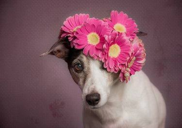 Quadro Mrs. Spring by Heike Willers - Obrah | Quadros e Posters para Transformar a Parede