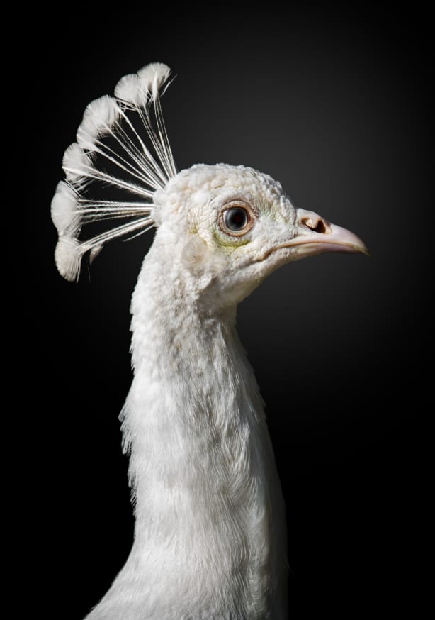 Quadro M a J E S T I C by Fegari - Obrah | Quadros e Posters para Transformar a Parede