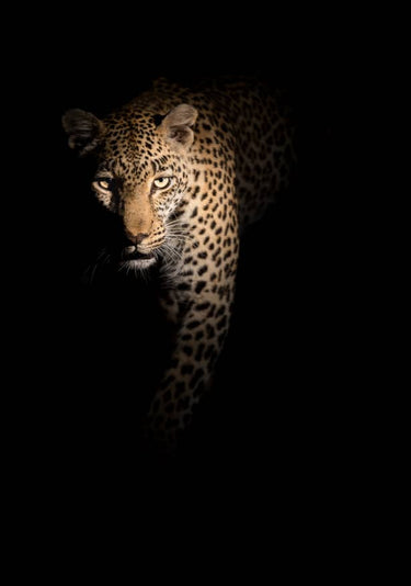 Quadro Out of the Darkness by Richard Guijt - Obrah | Quadros e Posters para Transformar a Parede