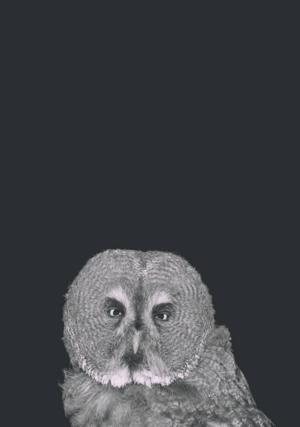 Quadro Owl - Obrah | Quadros e Posters para Transformar a Parede