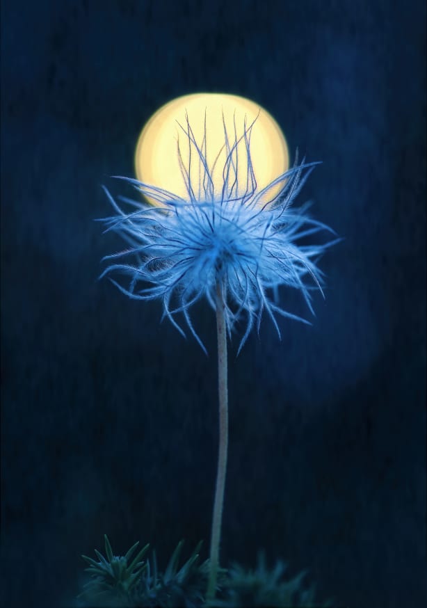 Quadro Reaching the Light By Catherine W. - Obrah | Quadros e Posters para Transformar a Parede