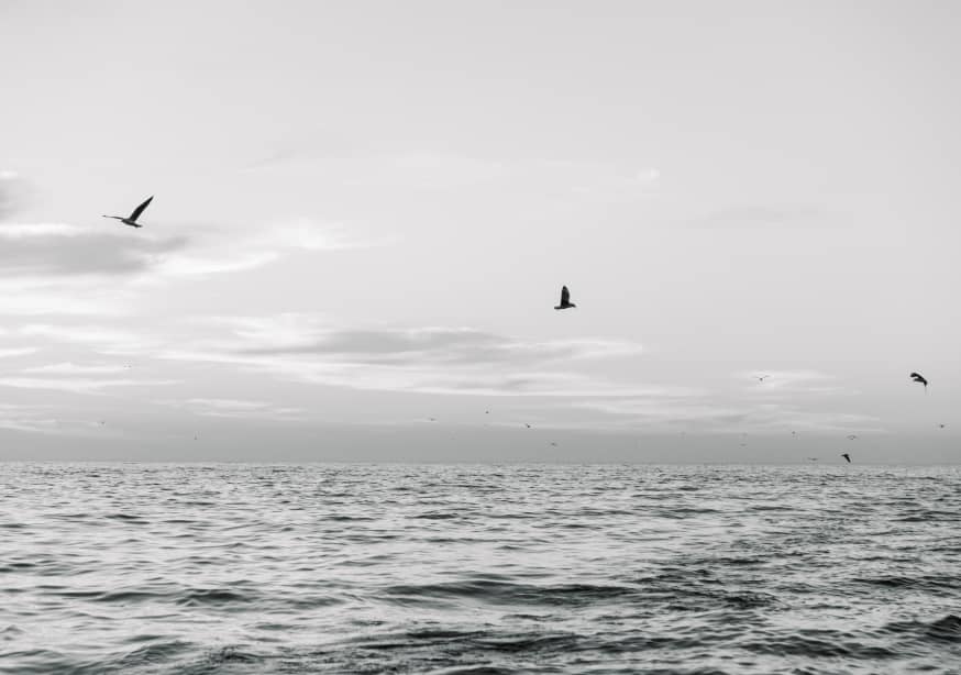 Quadro Seagulls Flying - Obrah | Quadros e Posters para Transformar a Parede