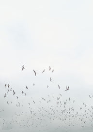Quadro Birds in Porto