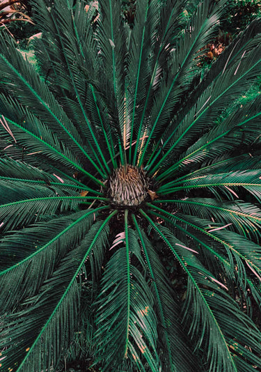 Quadro Botanical Palm Leaves