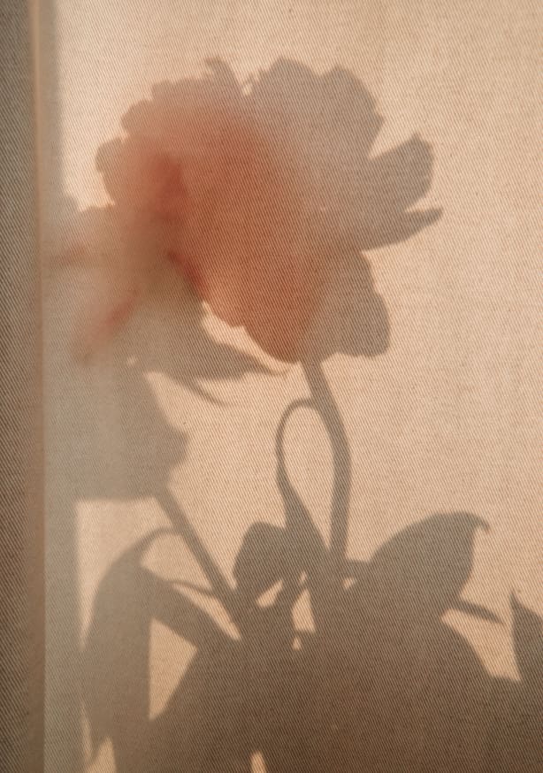 Quadro Flower Shadow II
