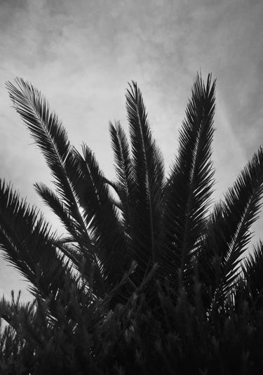 Quadro Palm Beach