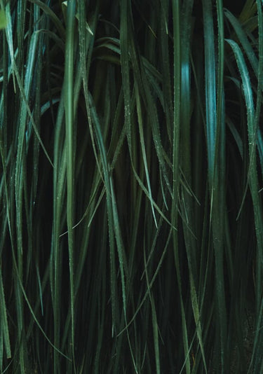 Quadro Structured Greens