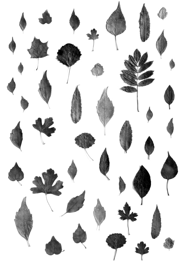 Quadro Signs of Autumn