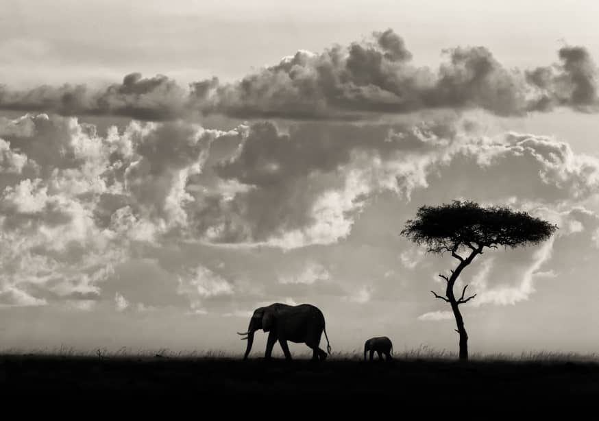 Quadro Silhouettes of Mara by Mario Moreno