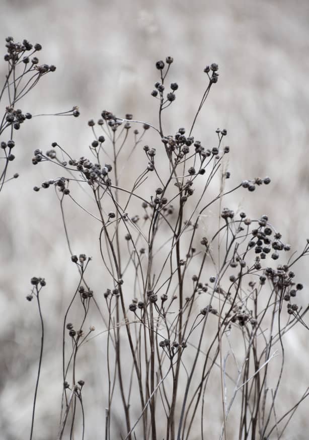 Quadro Flower Buds in the Beige Greige Golden Field 2 - Obrah | Quadros e Posters para Transformar a Parede