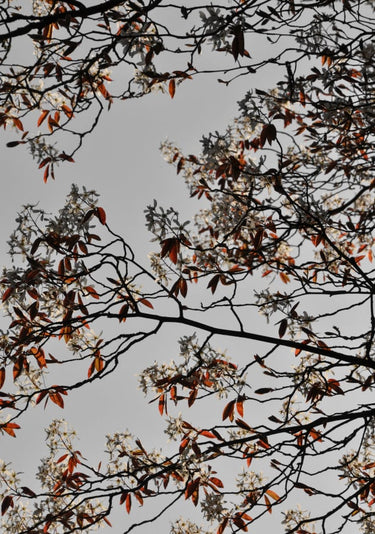 Quadro Grafic Spring and Flower Mood