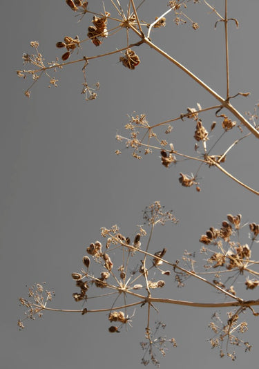 Quadro Sunshine Kissed Branches Greige Dried Flowers - Obrah | Quadros e Posters para Transformar a Parede