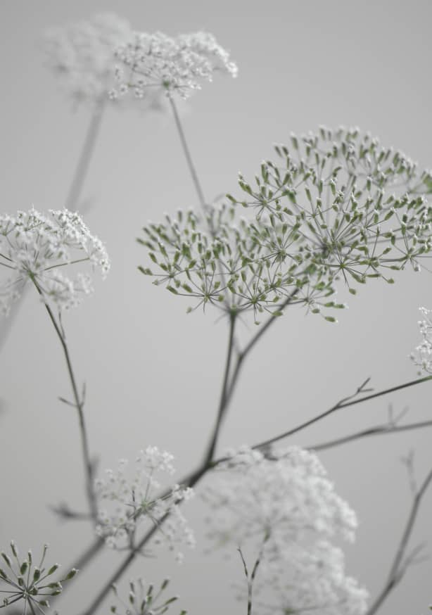 Quadro White Greige Flower Blossoms - Obrah | Quadros e Posters para Transformar a Parede