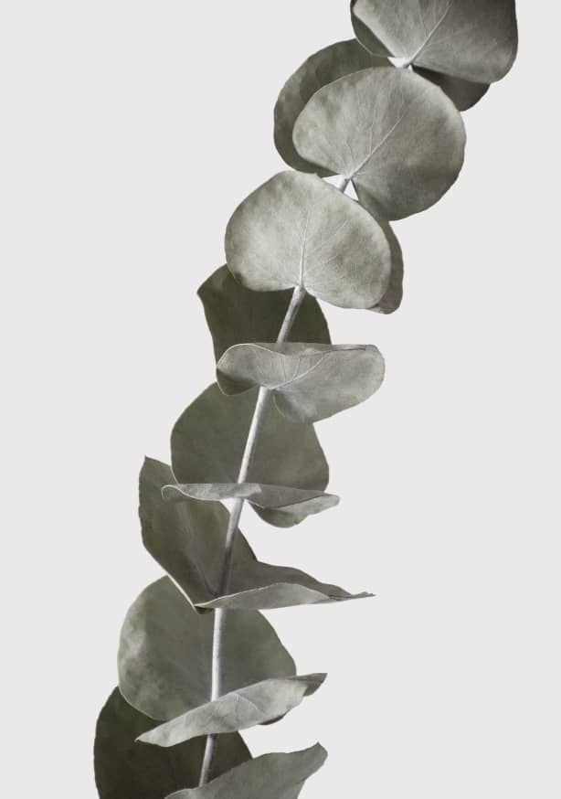 Quadro Dried Eucalyptus Branches 1 of 3