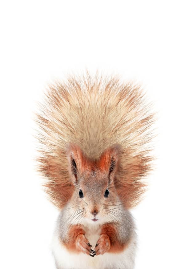 Quadro Squirrel - Obrah | Quadros e Posters para Transformar a Parede