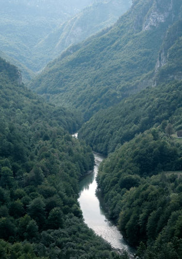 Quadro The River Through the Forest - Obrah | Quadros e Posters para Transformar a Parede