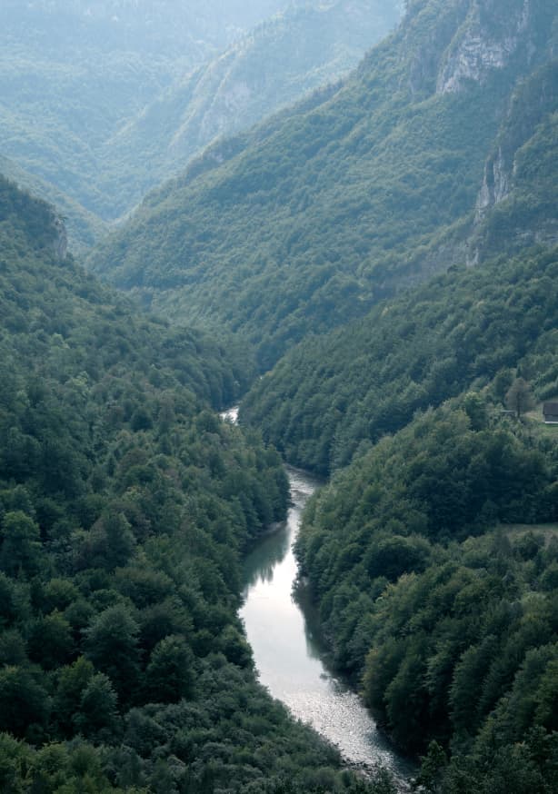 Quadro The River Through the Forest - Obrah | Quadros e Posters para Transformar a Parede