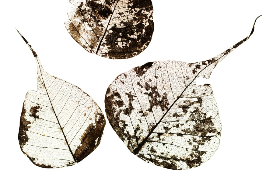 Quadro Fallen Leaves #0