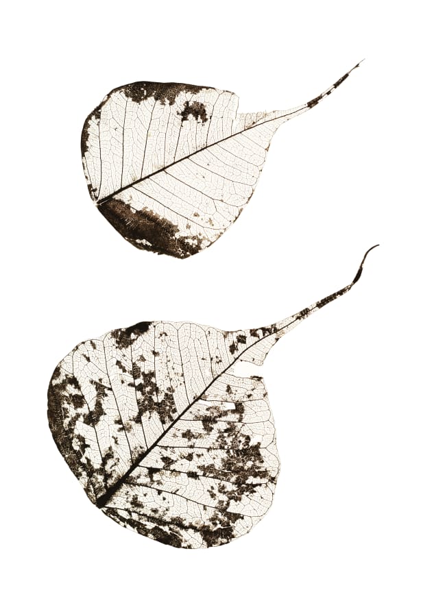 Quadro Fallen Leaves #2