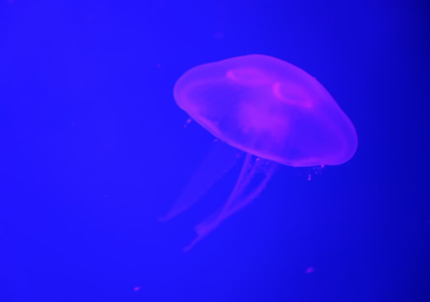 Quadro At the aquarium #3 - Obrah | Quadros e Posters para Transformar a Parede