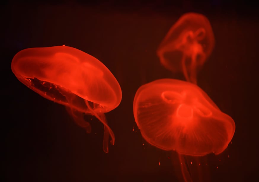 Quadro At the aquarium #4 - Obrah | Quadros e Posters para Transformar a Parede