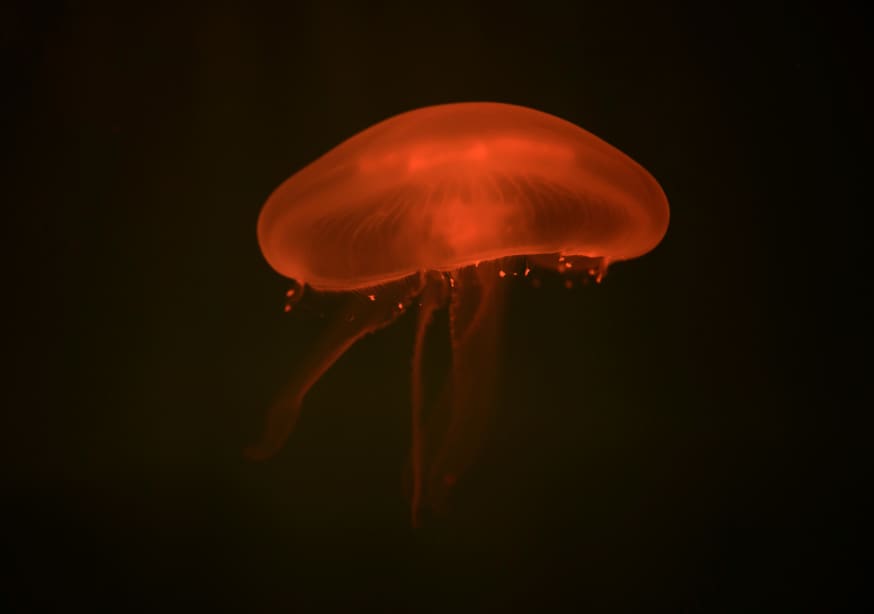 Quadro At the aquarium #8 - Obrah | Quadros e Posters para Transformar a Parede