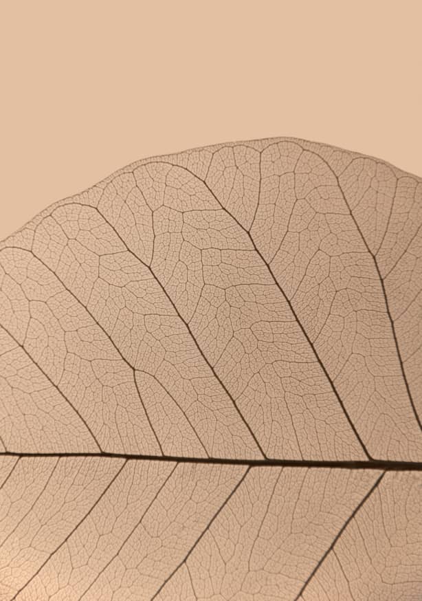 Quadro Veins of Life 3 Champagner Hues - Obrah | Quadros e Posters para Transformar a Parede