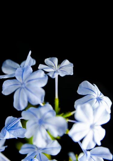 Quadro Street Flowers 1 - Obrah | Quadros e Posters para Transformar a Parede