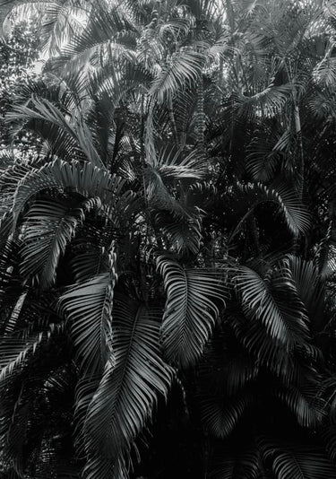 Quadro Wall of Palm Trees - Obrah | Quadros e Posters para Transformar a Parede
