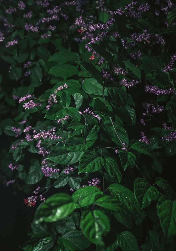 Quadro Green Leaves Purple Flowers - Obrah | Quadros e Posters para Transformar a Parede