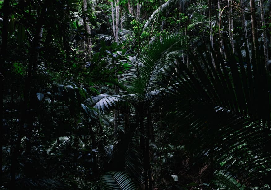 Quadro Heart of the Forest 1 - Obrah | Quadros e Posters para Transformar a Parede