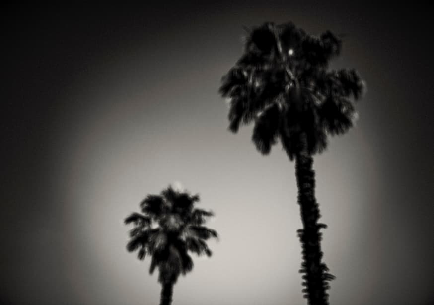 Quadro Why Are Palm Trees So Damn Happy - Obrah | Quadros e Posters para Transformar a Parede