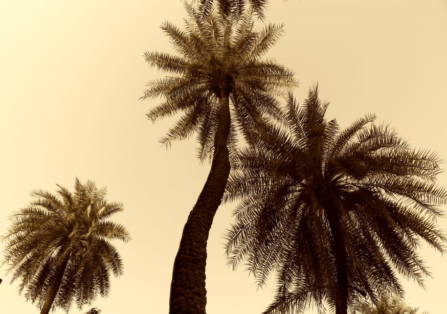 Quadro Palm Tree 10 By Santhosh Ch