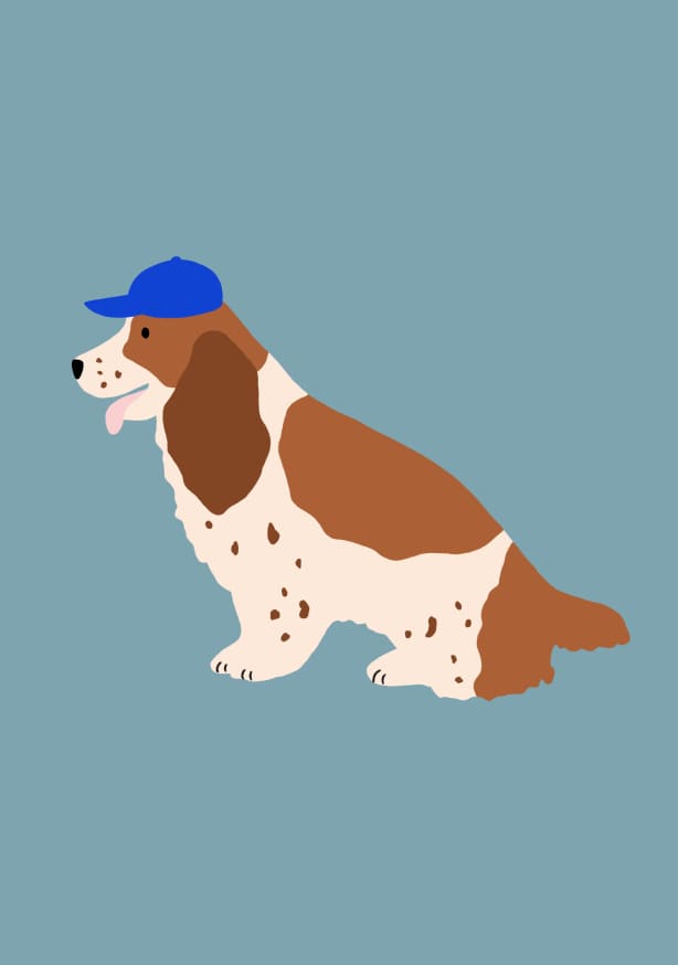 Quadro Cocker Spaniel With Cap