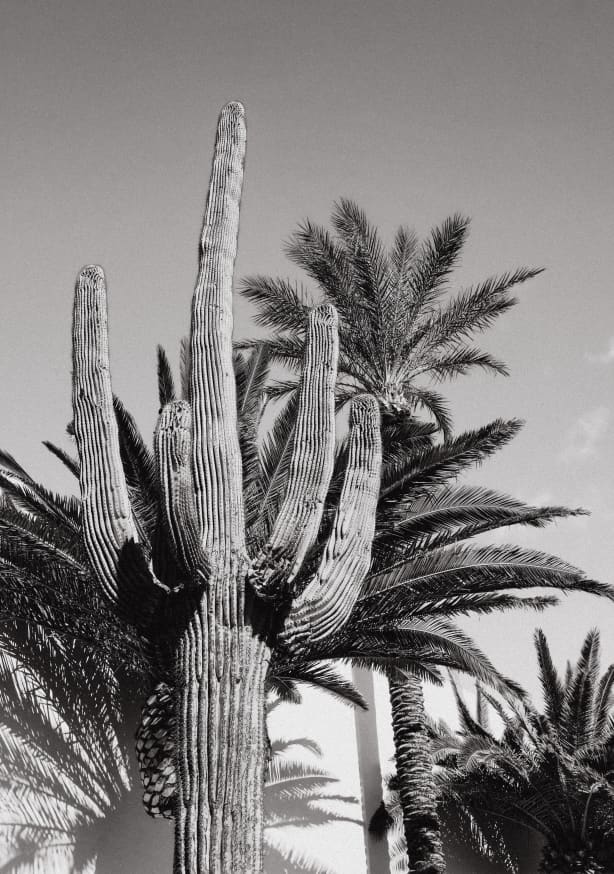 Quadro Cactus Bw Las Vegas