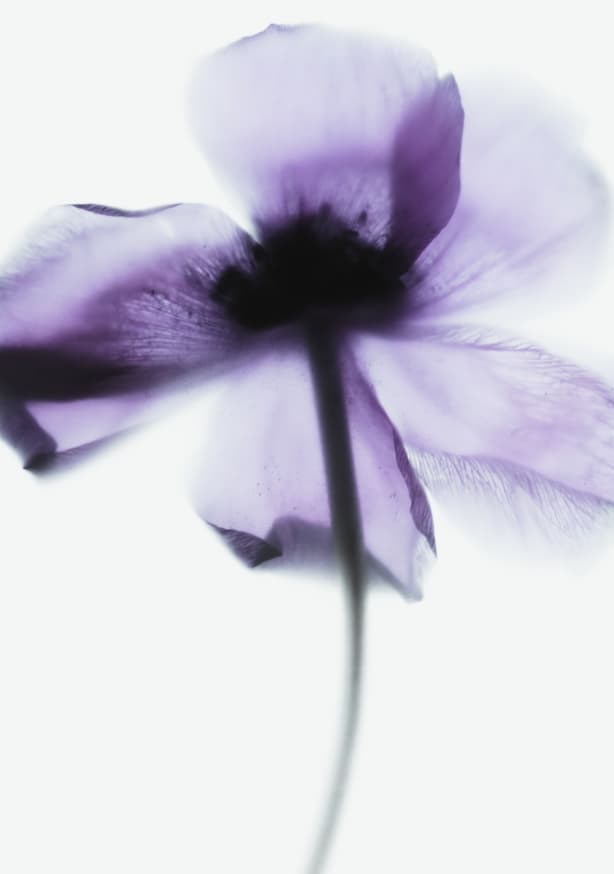 Quadro Purple Poppy