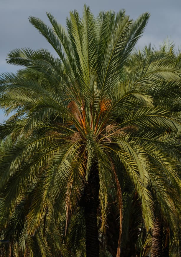 Quadro Palm Trees By Engin Akyurt