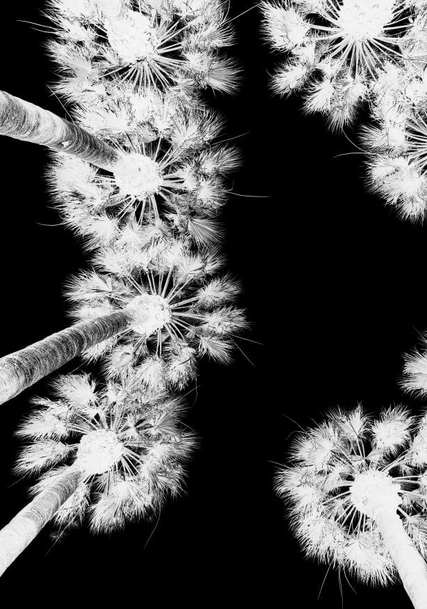 Quadro Untitled By Shot By Clint