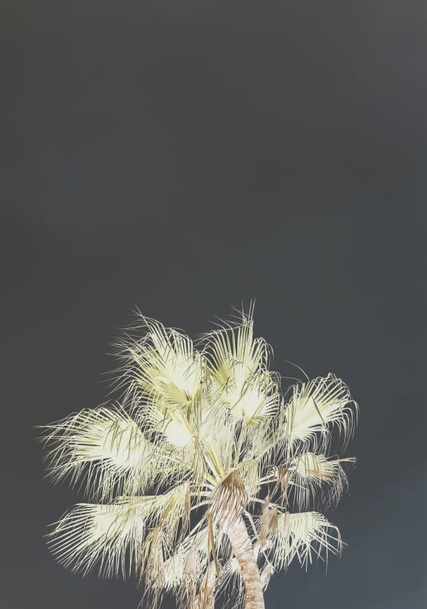 Quadro Robusta By Shot By Clint