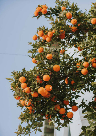 Quadro Oranges in Seville by Claudia Casal