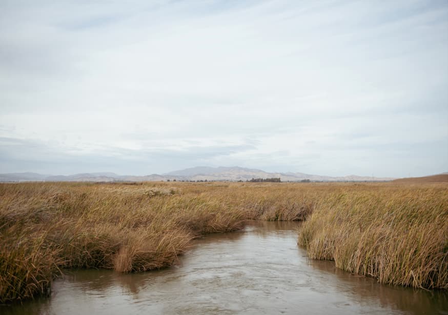 Quadro Marshland No.1 by Crystal Lynn Collins
