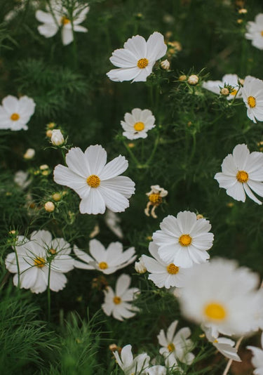 Quadro White Flowers by Claudia Casal