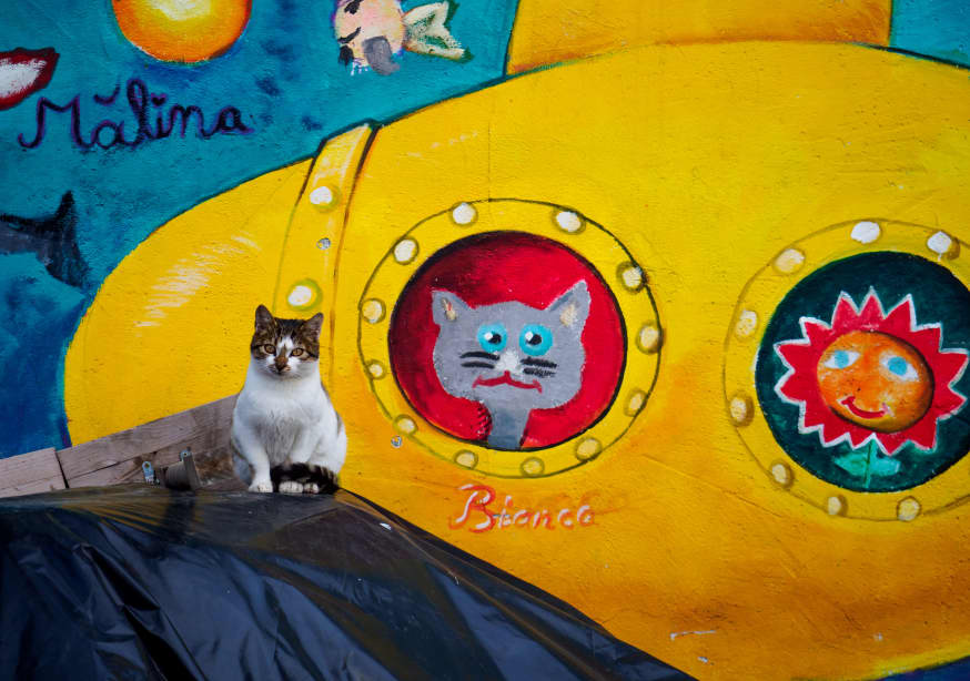 Quadro Buddies by Marius Surleac