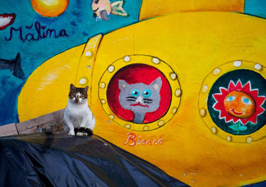 Quadro Buddies by Marius Surleac