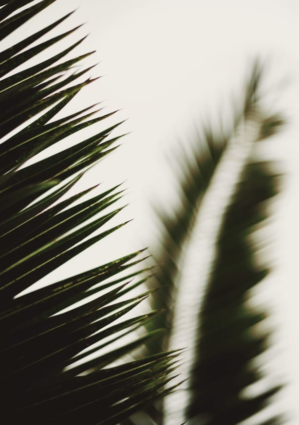 Quadro Palm Branches I by Tim Mossholder