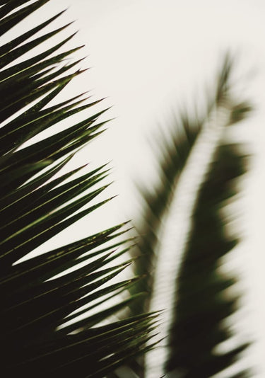 Quadro Palm Branches I by Tim Mossholder